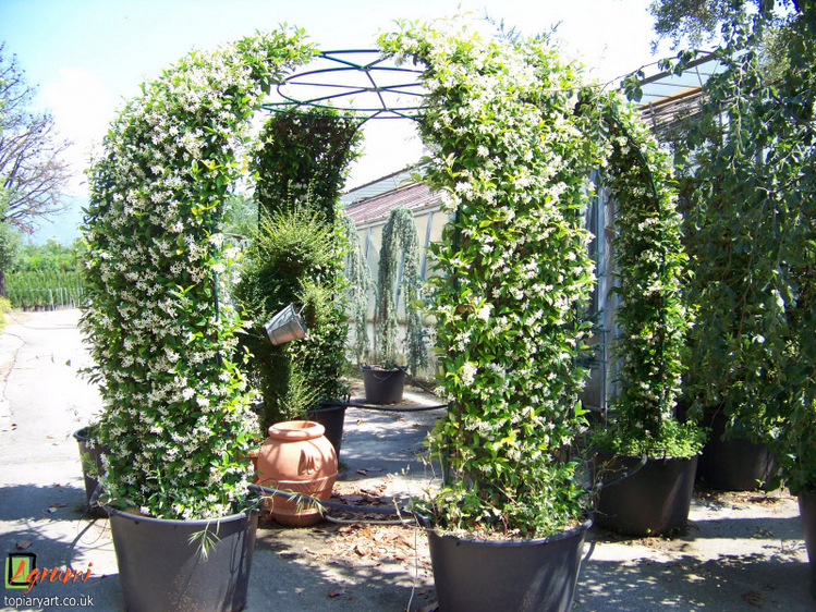 Star Jasmine Gazebo.