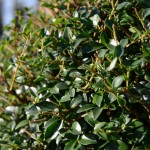 Our Favourite: Ligustrum delavayanum