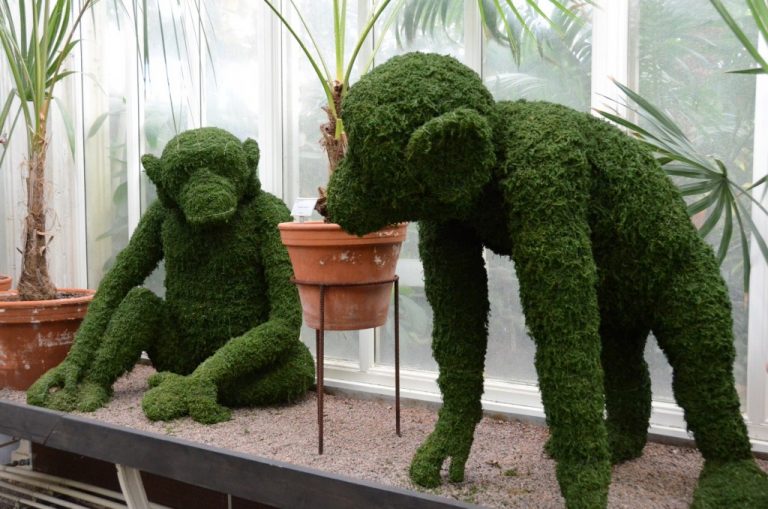 Topiary Chimpanzees for Sweden