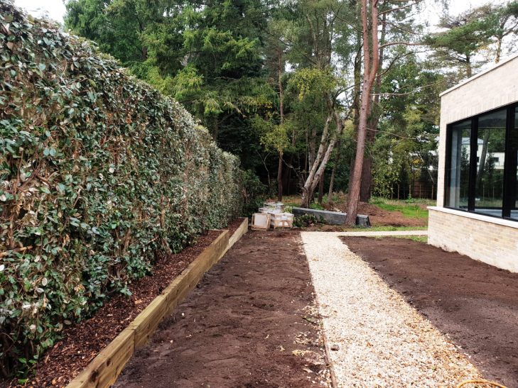 Eleagnus Panels Planted in Garden