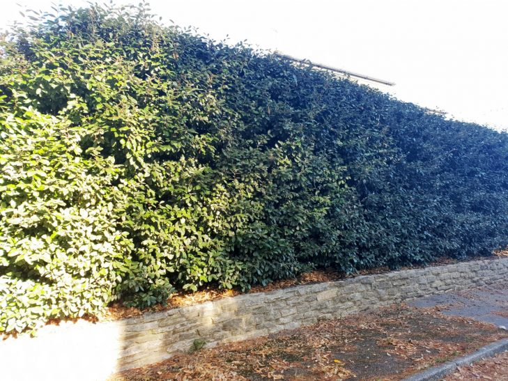 Eleagnus Panels Planted in Garden