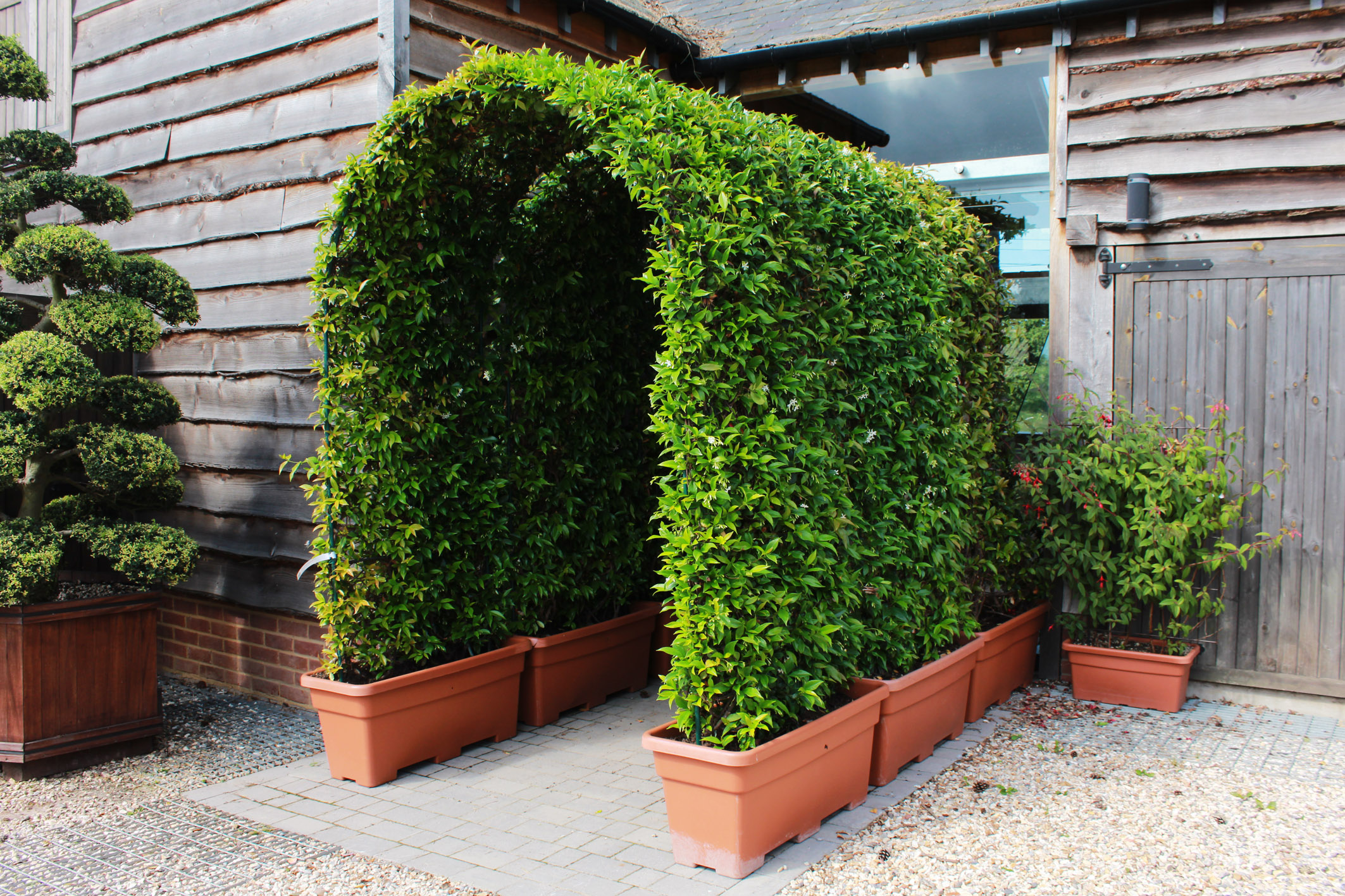 Star Jasmine Archway