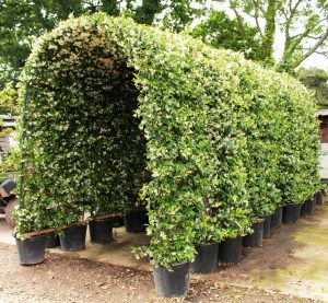 Star Jasmine Archway