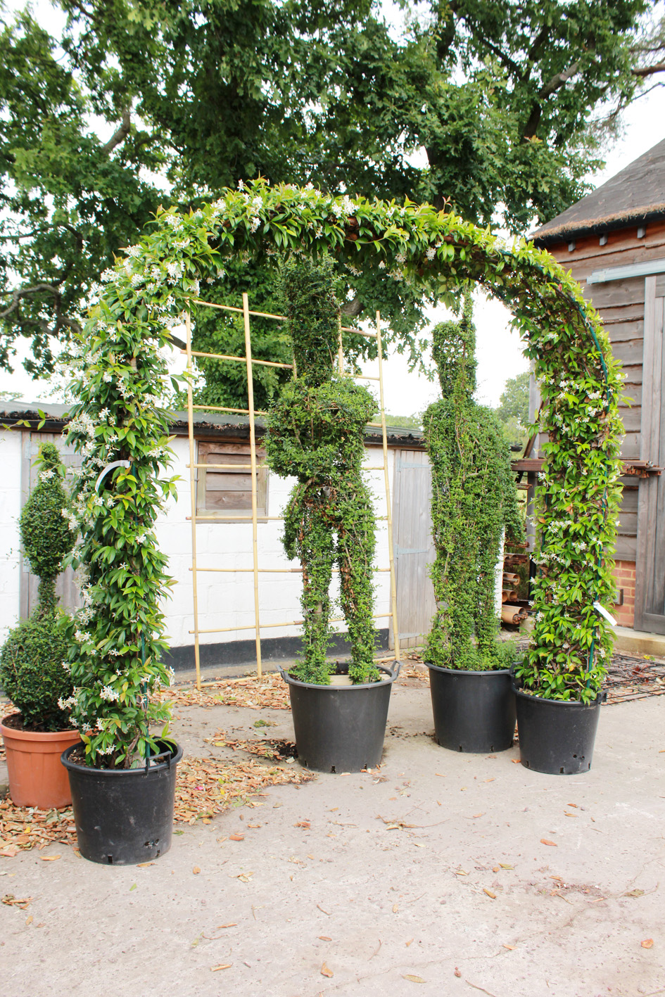 Star Jasmine Arch