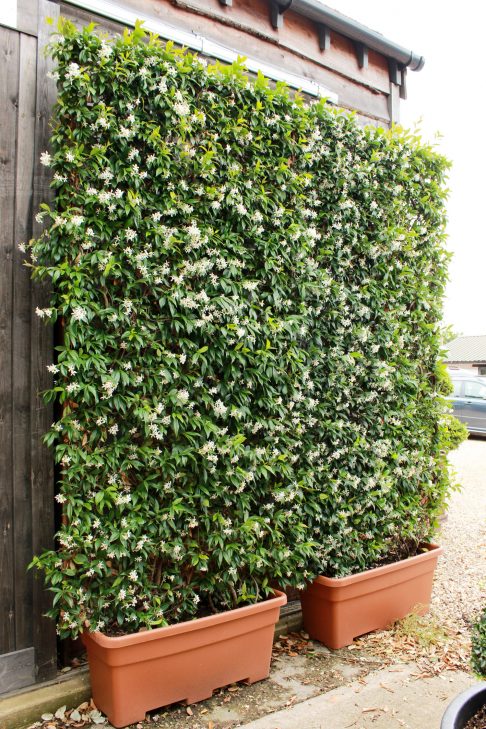 Star Jasmine Panel
