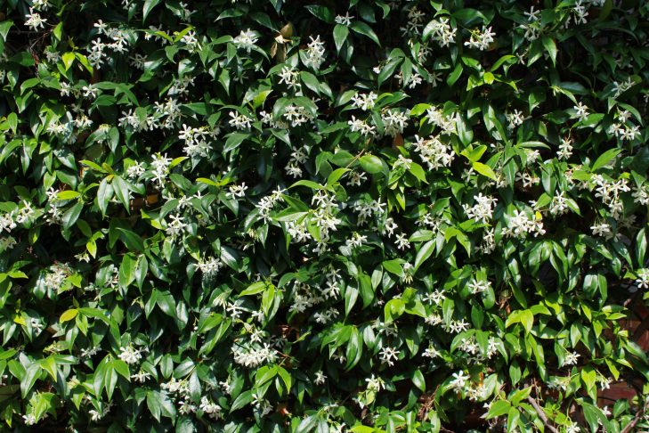 Star Jasmine Close-up