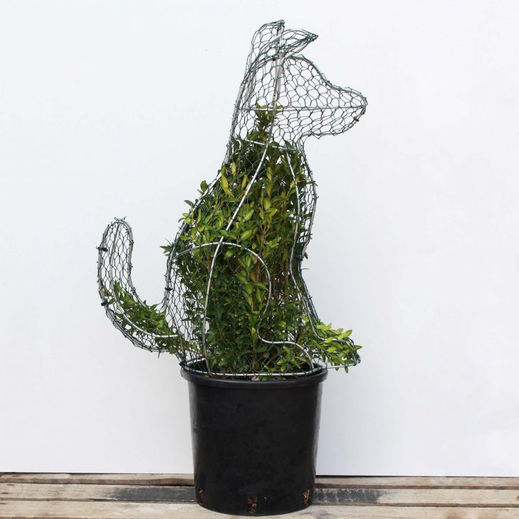 Puppy dog from our DIY Topiary range