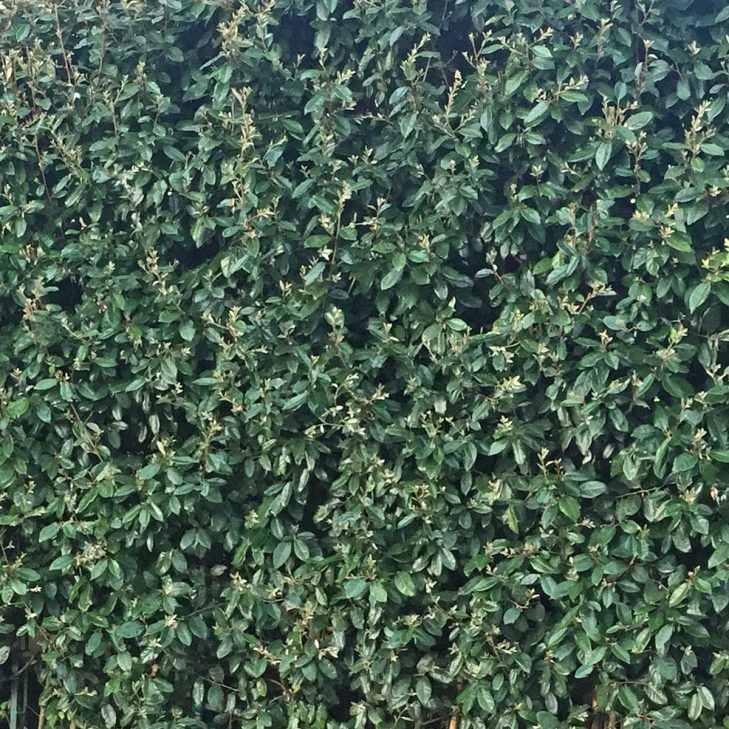 Elaeagnus foliage